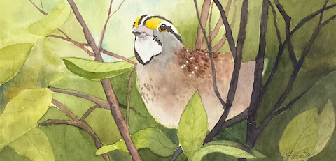 sparrow
