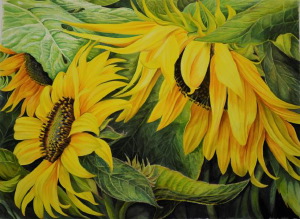 sunflowers