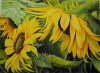 sunflowers